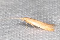 Coleophora flavipennella