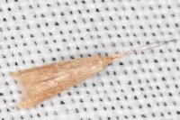 Coleophora flavipennella
