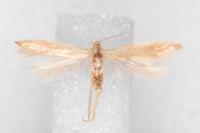 Coleophora flavipennella