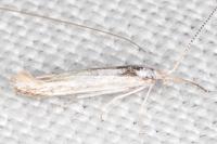 Coleophora zelleriella