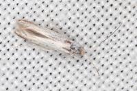 Coleophora zelleriella