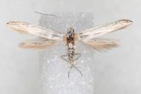 Coleophora zelleriella