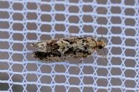 Zeiraphera isertana