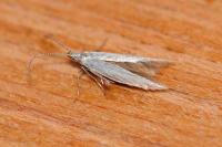 Coleophora