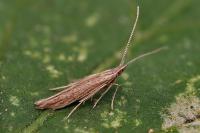 Coleophora texanella