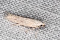 Ptycerata gypsella