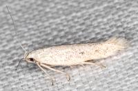 Ptycerata gypsella