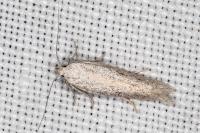 Ptycerata gypsella