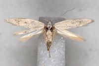 Ptycerata gypsella