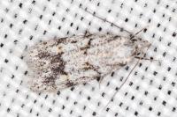 Symmoca signatella