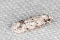 Symmoca signatella