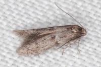 Blastobasis phycidella