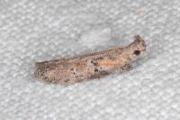 Rosetea rosetella