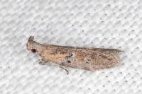 Rosetea rosetella