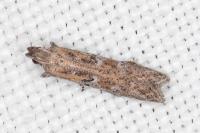 Rosetea rosetella
