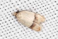 Odites kollarella