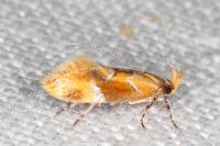 Epicallima formosella