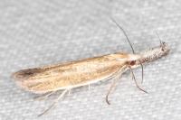 Pleurota aristella