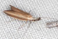 Pleurota aristella