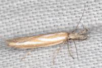 Pleurota honorella/tabelli