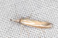 Pleurota honorella/tabelli