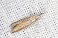 Pleurota honorella/tabelli