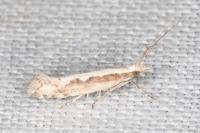 Plutella xylostella