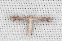 Stangeia siceliota