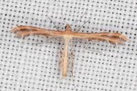 Oxyptilus