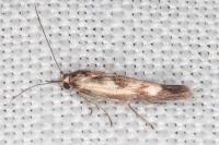 Scythris limbella