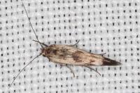 Scythris limbella