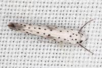 Yponomeuta irrorella