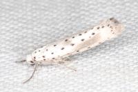 Yponomeuta irrorella