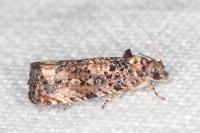 Endothenia