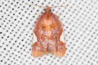 Acleris holmiana