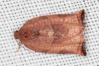 Archips podana