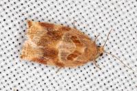 Archips xylosteana