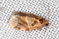Archips xylosteana
