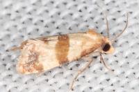 Phalonidia contractana