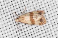 Phalonidia contractana