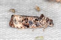 Endothenia gentianaeana