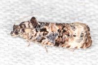 Endothenia gentianaeana