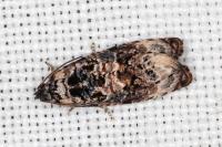 Endothenia gentianaeana