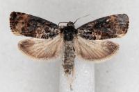 Endothenia gentianaeana