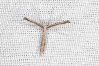 Agdistis heydenii