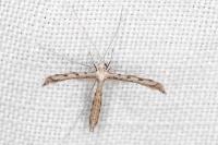 Agdistis heydenii