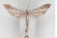 Agdistis heydenii