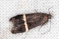 Aproaerema cinctella