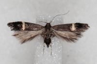 Aproaerema cinctella