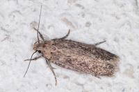 Platyedra subcinerea